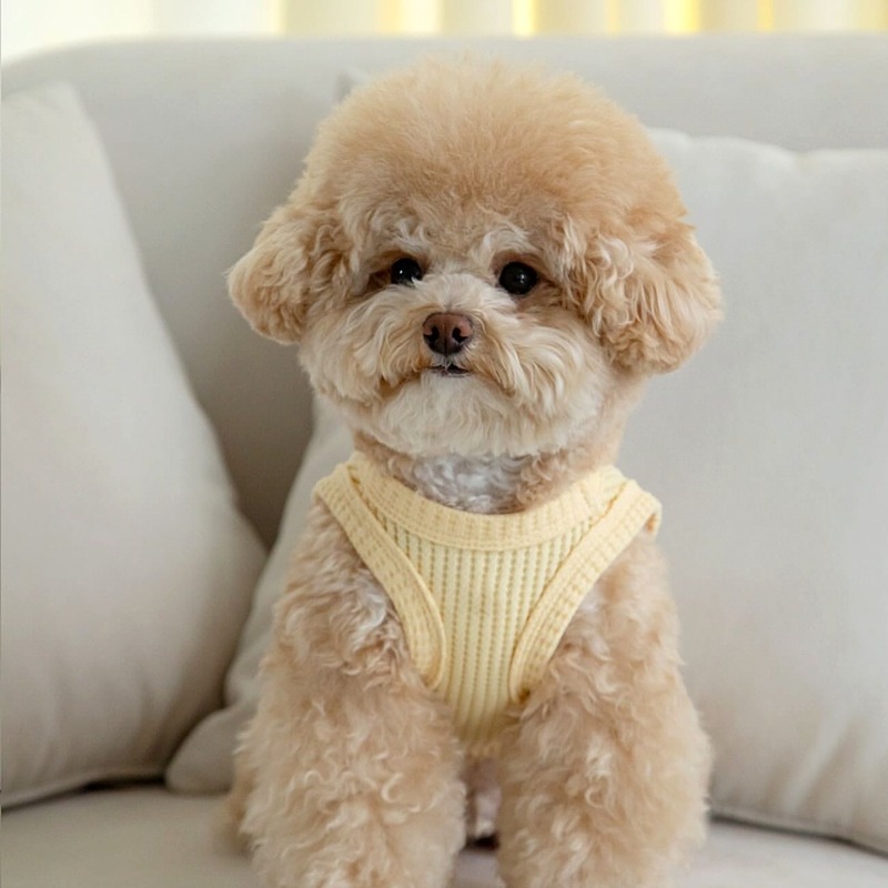 Yellow Waffle Pet Clothes Summ - Soft Summer Yellow Clothing avis et prix
